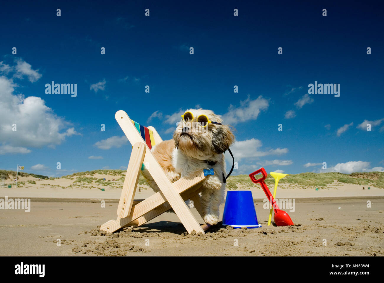 Schitzu Shih Tzu chien dans un transat et lunettes de Camber Sands East Sussex Grande-bretagne Royaume-uni Angleterre Banque D'Images