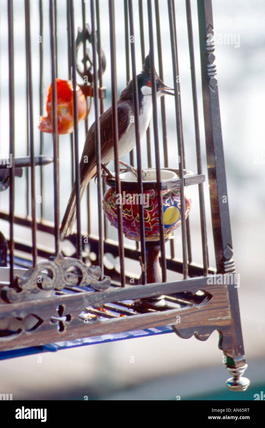 'Lucky' Songbird Banque D'Images