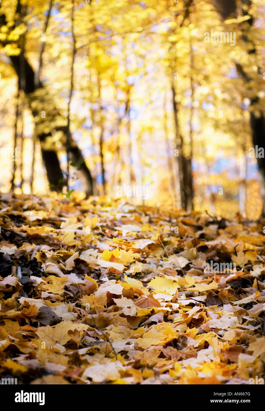 Les feuilles d'automne sur le terrain Banque D'Images