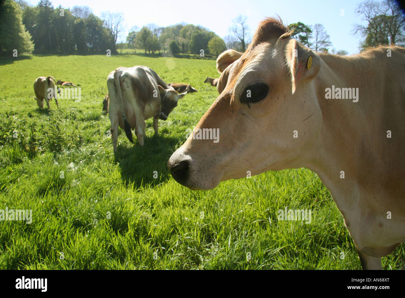 Vaches de Jersey dans domaine Banque D'Images
