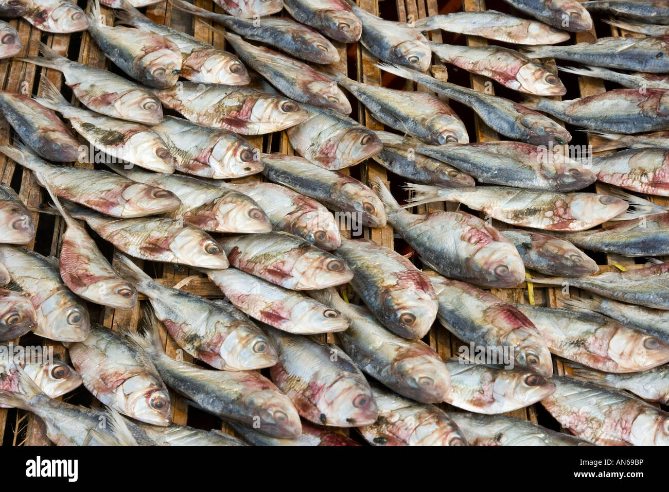 Le poisson séché Pasar Ikan Marché de poisson de Jakarta, Indonésie Banque D'Images