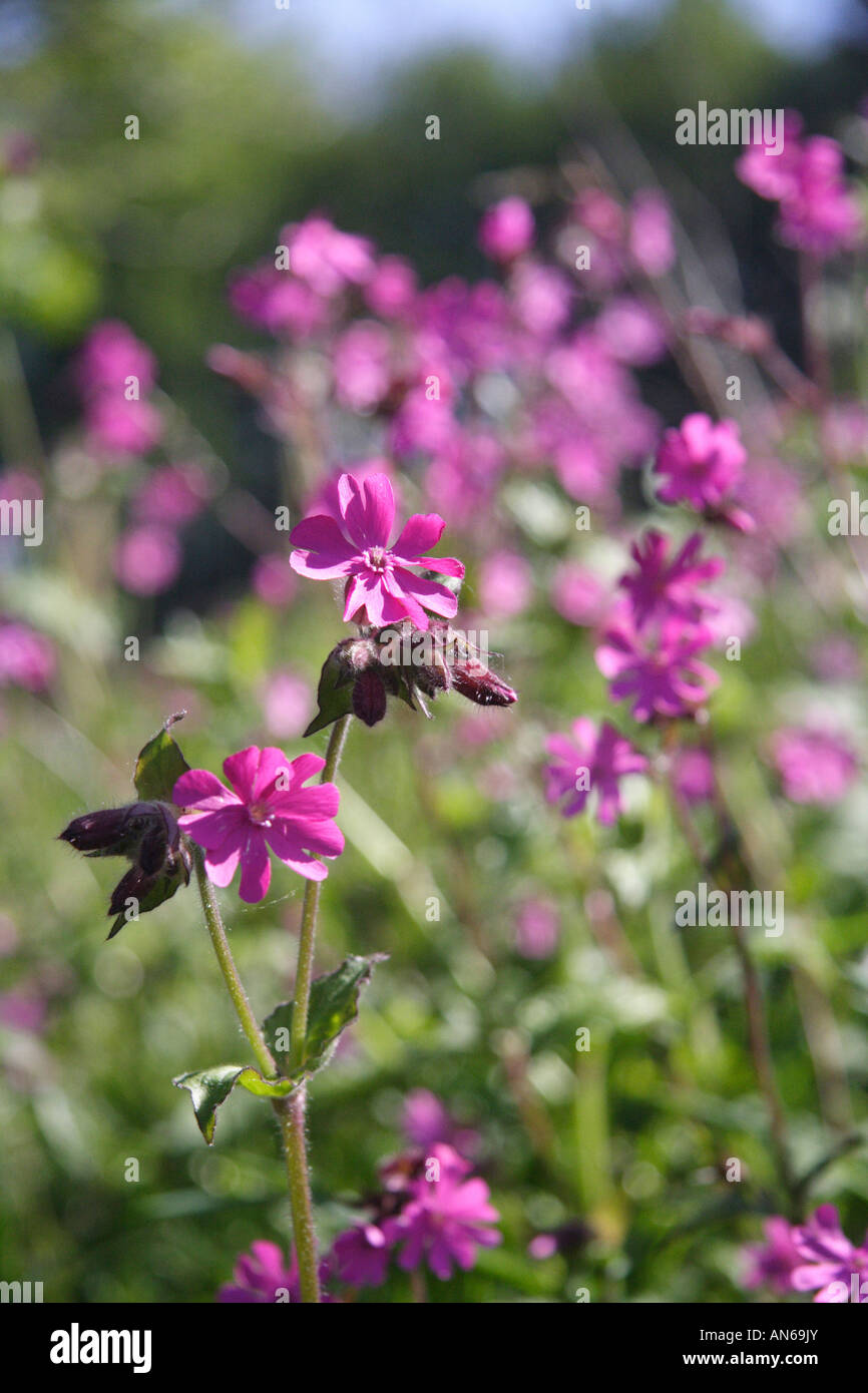 Campion Silene dioica (rouge) Banque D'Images