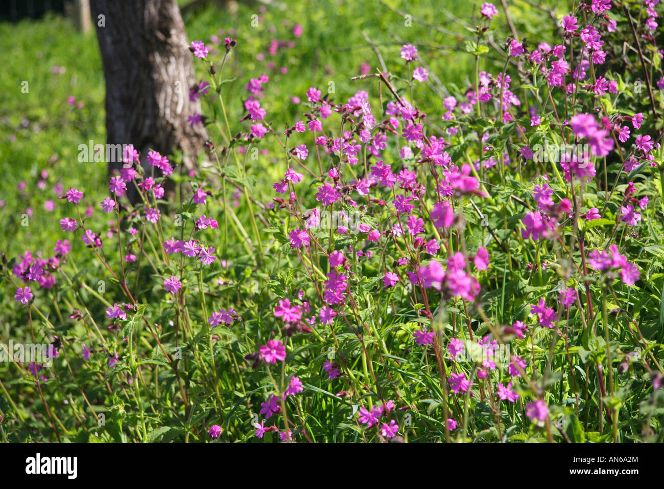Campion Silene dioica (rouge) Banque D'Images