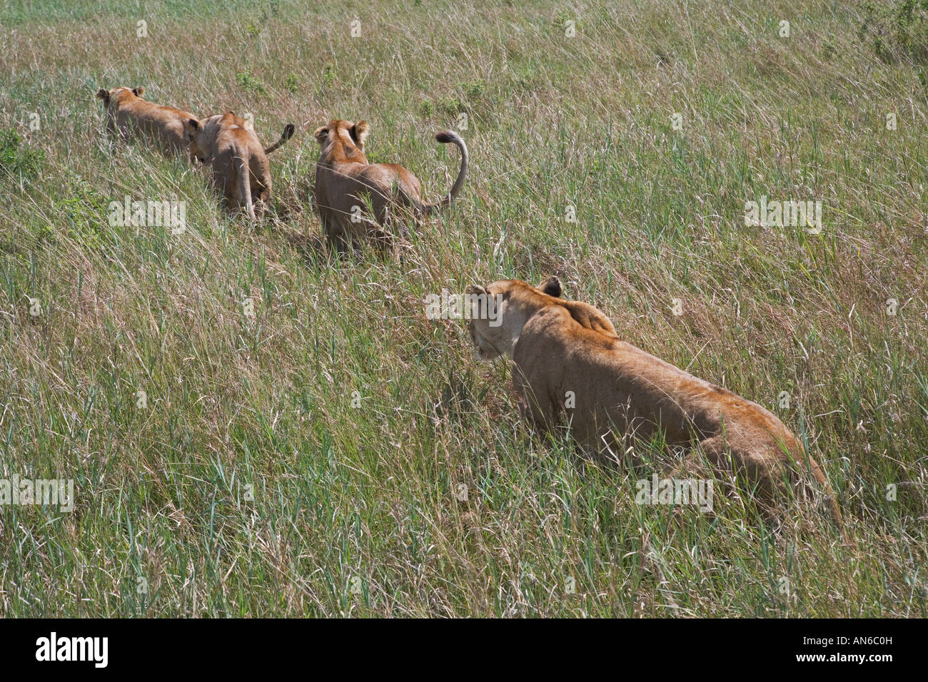 Les Lions à l'herbe, Masai Mara, Kenya Banque D'Images