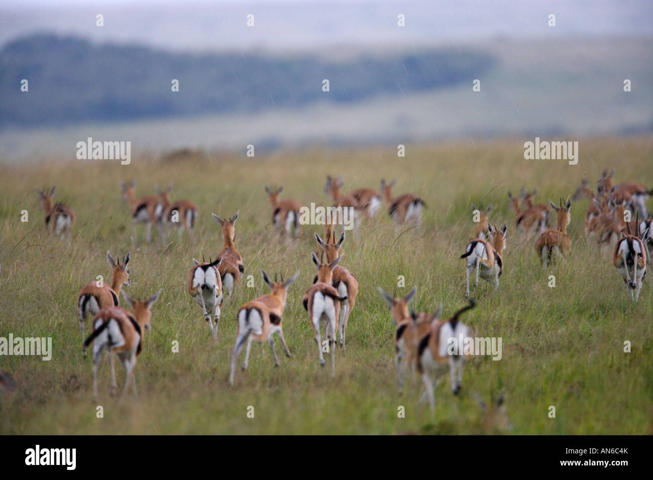 Thomson (Gazella thomsoni) dans la savane dans la pluie, Masai Mara, Kenya Banque D'Images