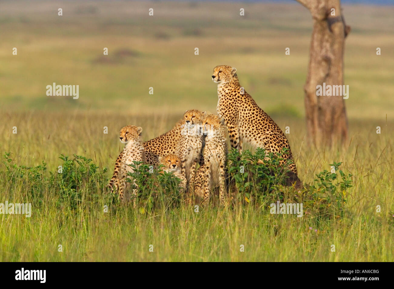 Le Guépard (Acinonyx jubatus) mère avec leurs petits, dans l'herbe, Masai Mara, Kenya Banque D'Images