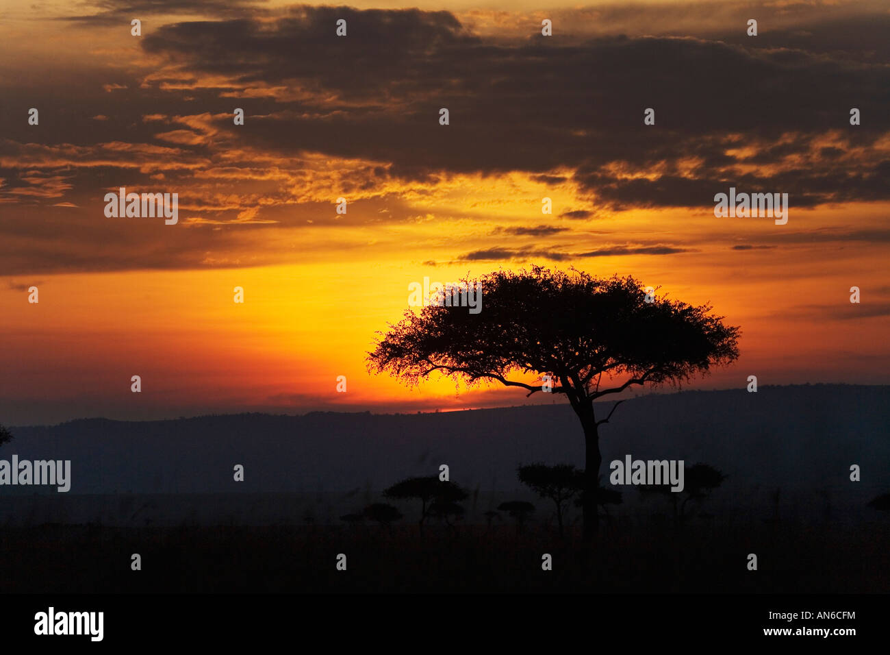 Paysage de savane au coucher du soleil, Masai Mara, Kenya Banque D'Images