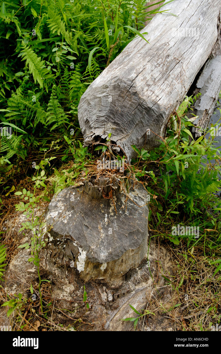 Arbre coupé mâchée par castor, Castor canadensis Banque D'Images