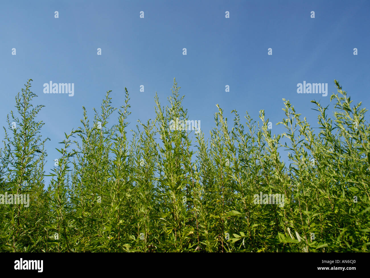 La petite herbe à poux, Ambrosia artemisiifolia, plantes contre le ciel bleu Banque D'Images