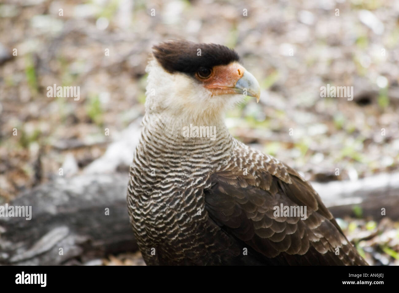 Crested Cara Cara bird debout dans une clairière Banque D'Images