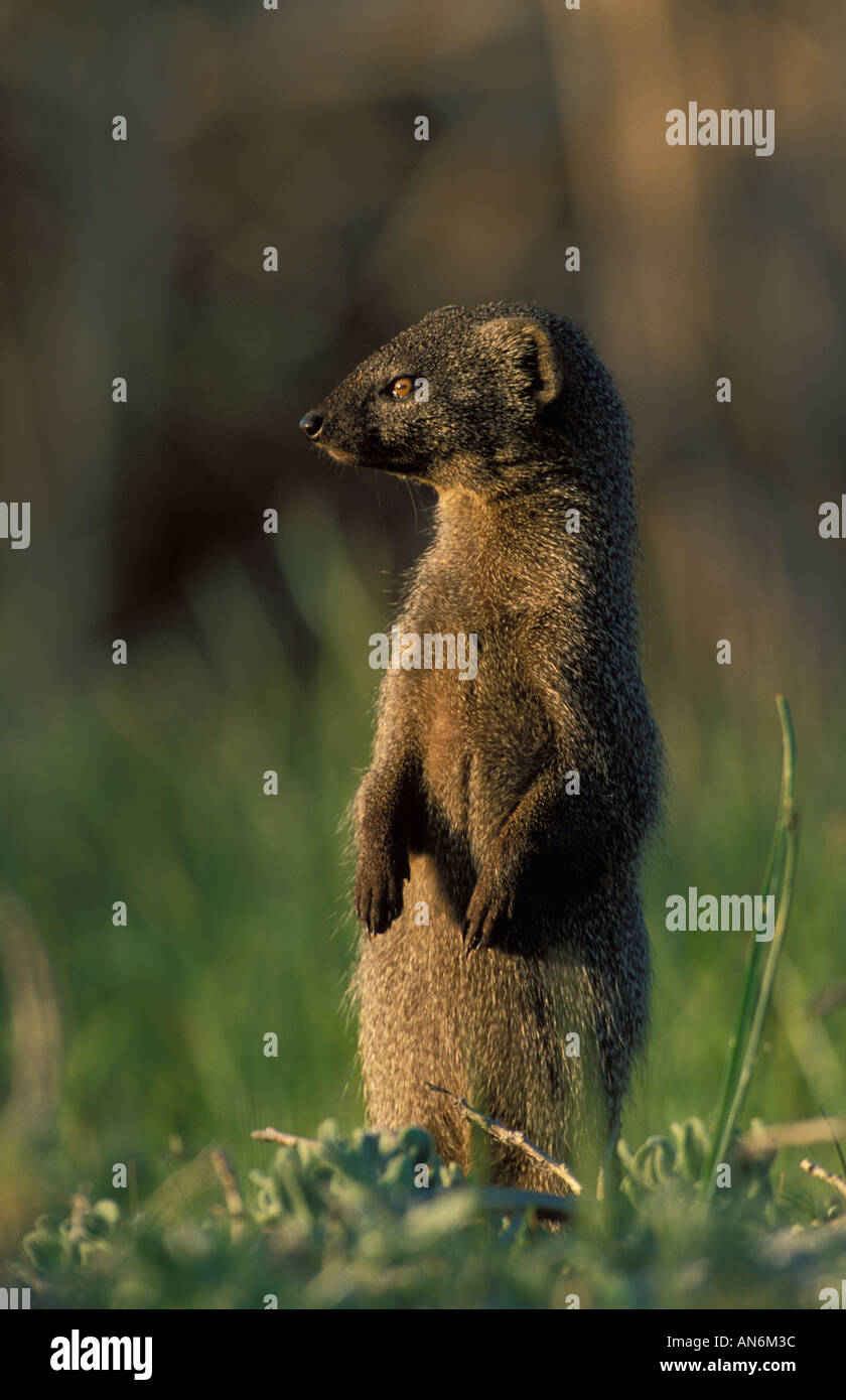 Petit gris Mongoose Galerella purverulenta Strandfontein Afrique du Sud Banque D'Images