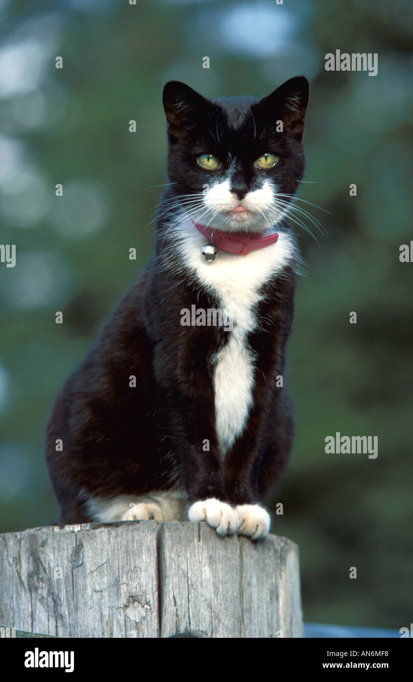Chat noir et blanc assis sur piquet au centre de sauvetage Royaume-Uni Banque D'Images