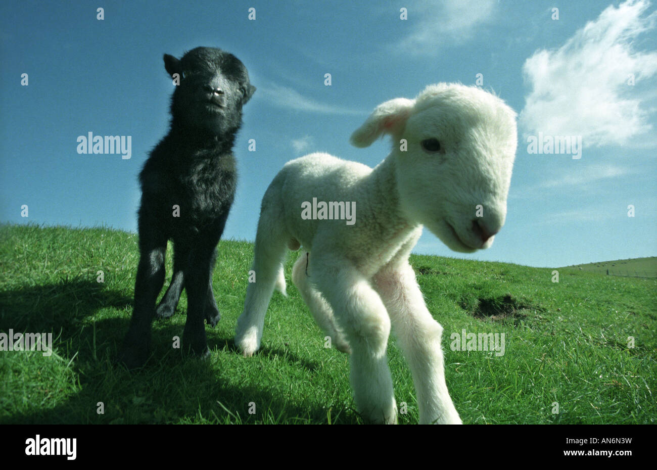 Les agneaux nouveau-nés une noire une blanche Banque D'Images