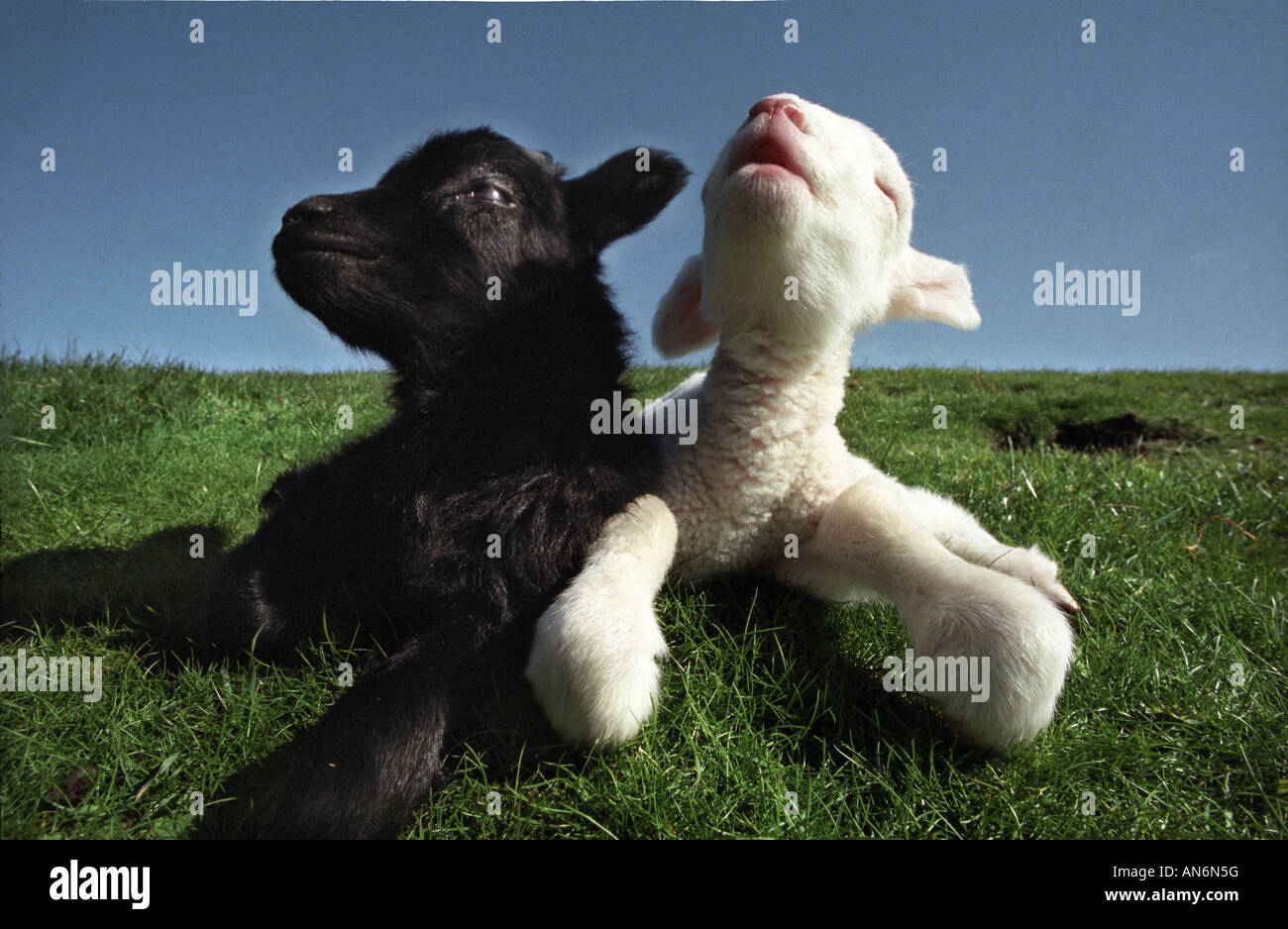 Les agneaux nouveau-nés une noire une blanche sur la 'South Downs' 'National Park' Banque D'Images