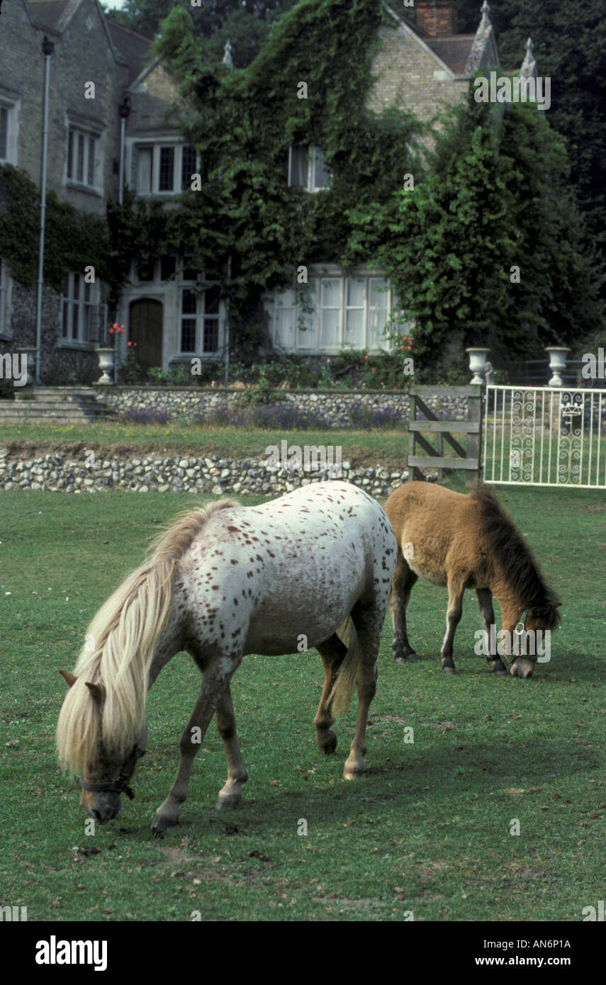 Le pâturage des chevaux miniatures Falabella Banque D'Images