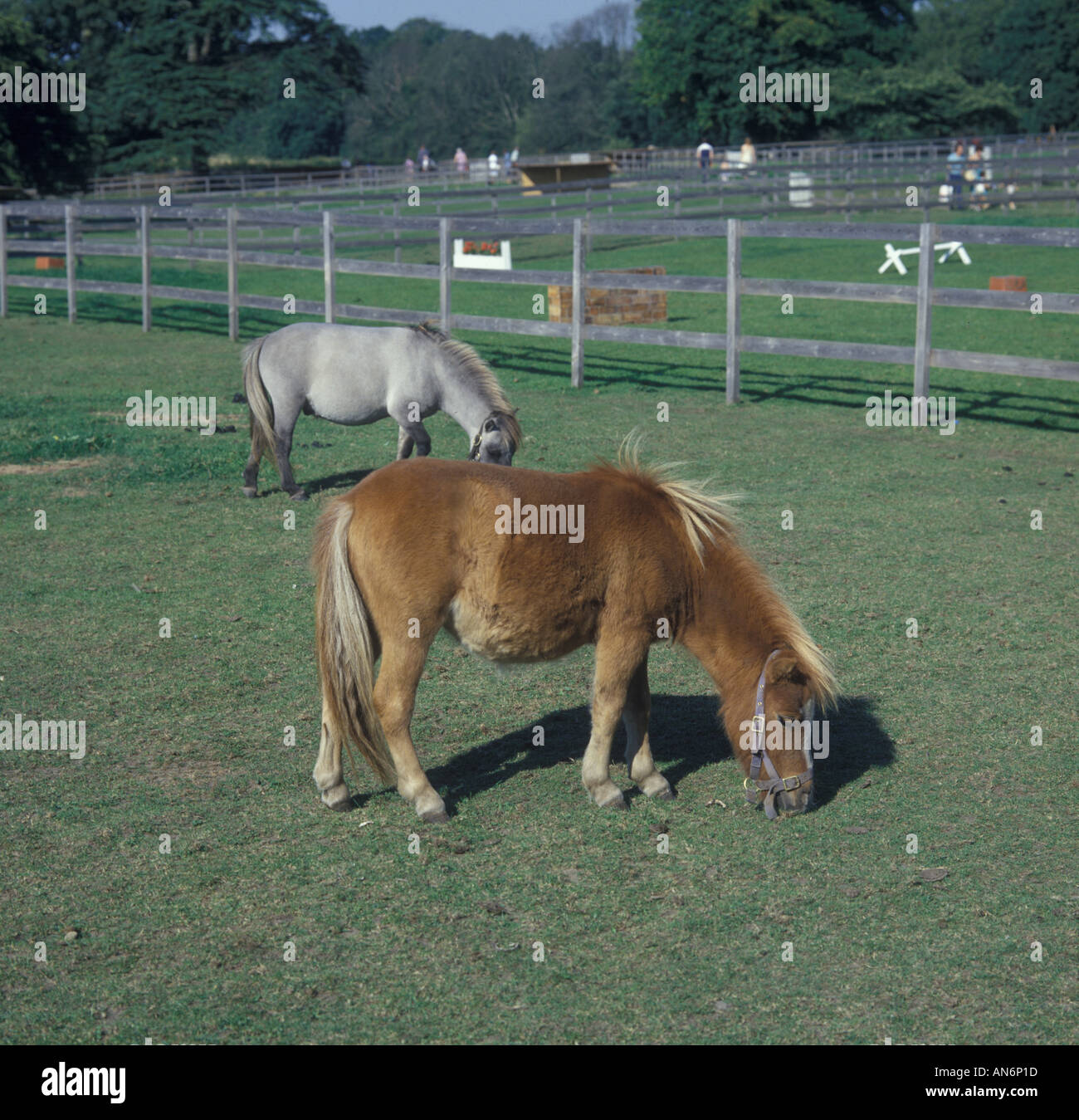 Le pâturage des chevaux miniatures Falabella Kilverstone Wildlife Park Norfolk Banque D'Images