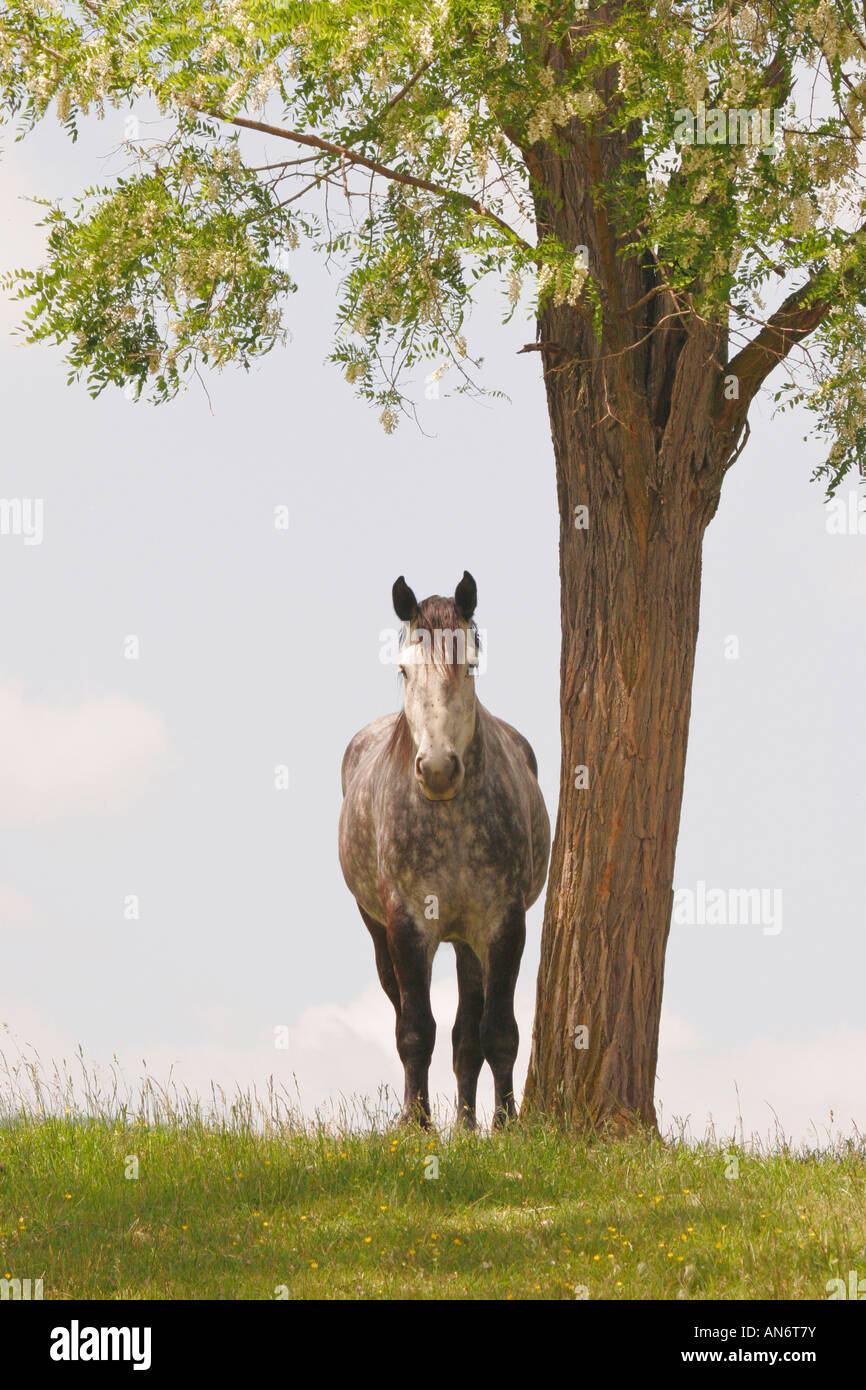 Percheron Horse en fleurs et arbres de criquets, Churchville, Virginie, USA Banque D'Images