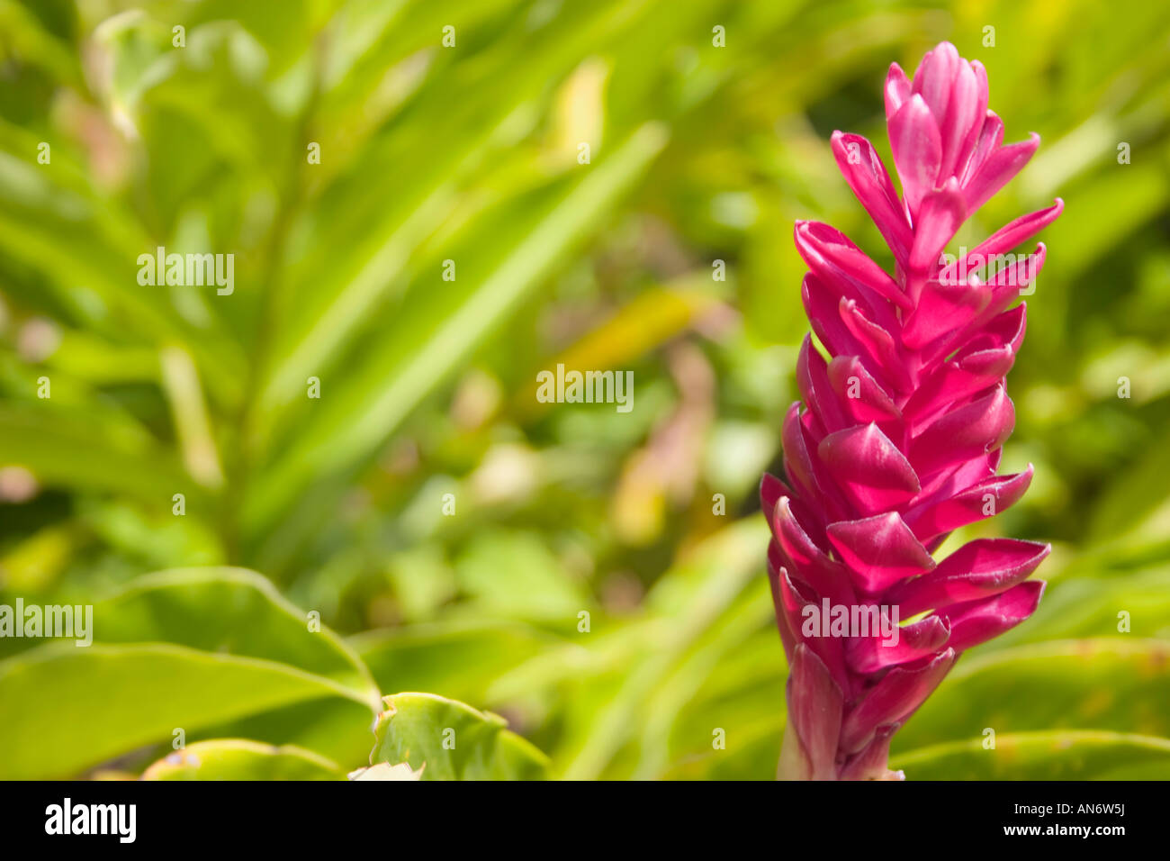 Red ginger développe à Romney Manor Gardens sur l'île des Caraïbes Saint Martin Banque D'Images