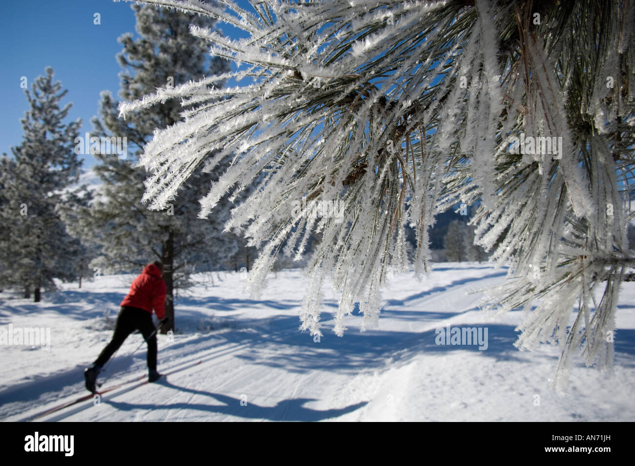 Dans la pittoresque vallée de Methow près de Wintrop skieurs Washington profiter d'une variété de sports des pays nordiques. Banque D'Images