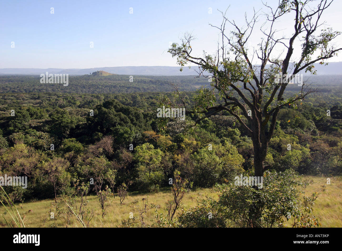 Vue sur forêt de Kakamega np Banque D'Images