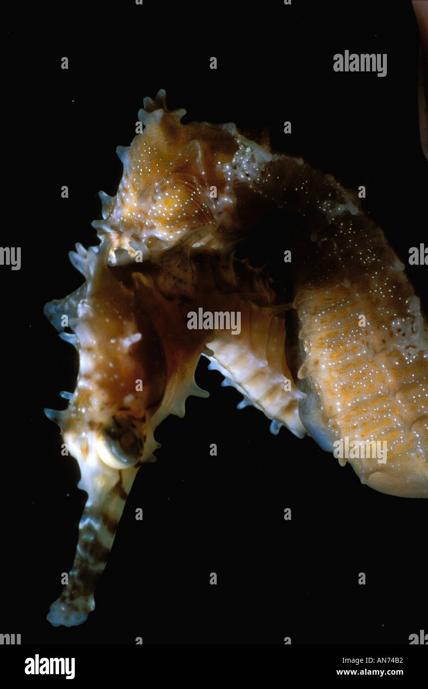 L'accouplement des chevaux de mer épineux Banque D'Images