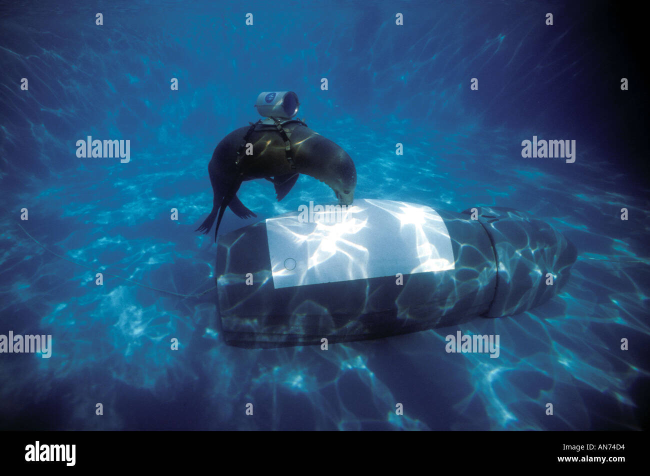 Lieux de lions de mer profondeur temps enregistreur sur le modèle des baleines tout en portant une caméra vidéo Banque D'Images