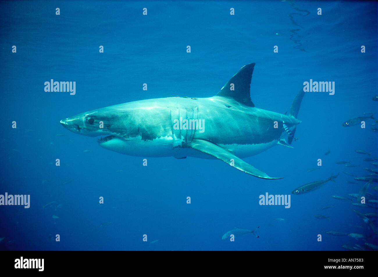 Grand requin blanc tournant dans l'eau ouverte l'Australie du Sud Grande Baie australienne de récifs dangereux Banque D'Images