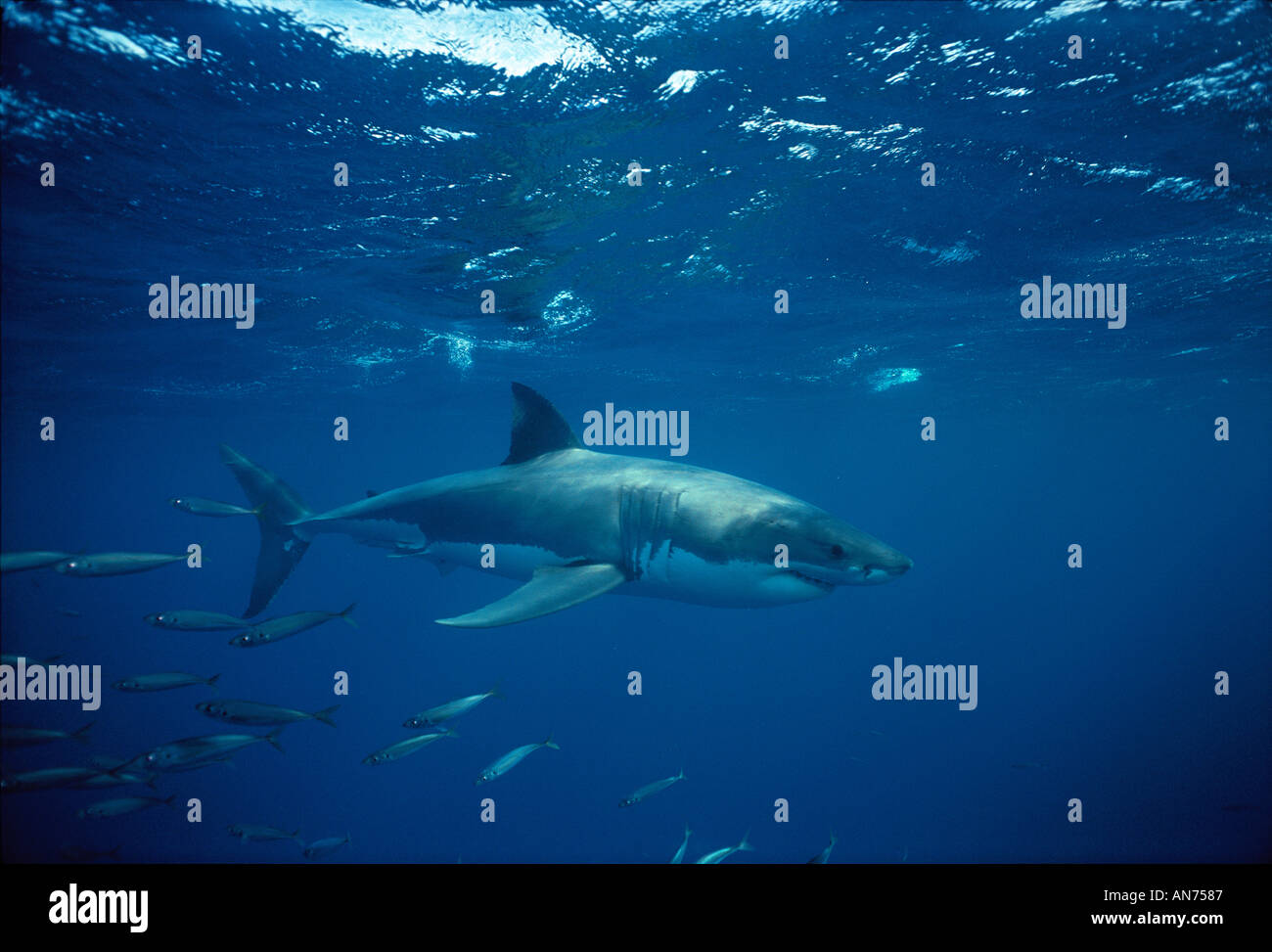 Grand Requin Blanc déménagement par banc de poissons Banque D'Images