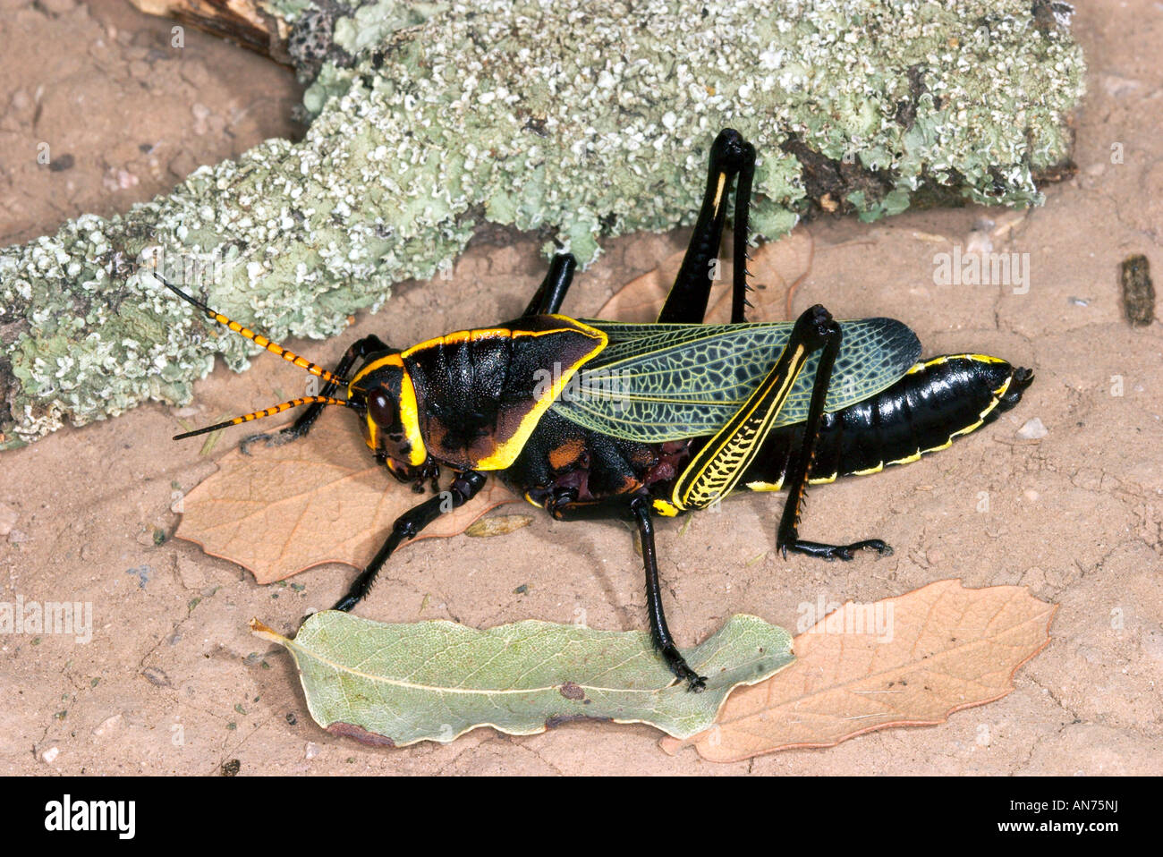 L'Lubber Grasshopper Taeniopoda eques Tubac Arizona United States 9 septembre Romaleidae Banque D'Images