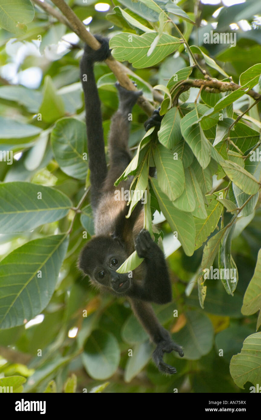 Manteau Singe hurleur (Alouatta palliata) dans les arbres pour nourrir bébé, Péninsule de Nicoya, Costa Rica Banque D'Images