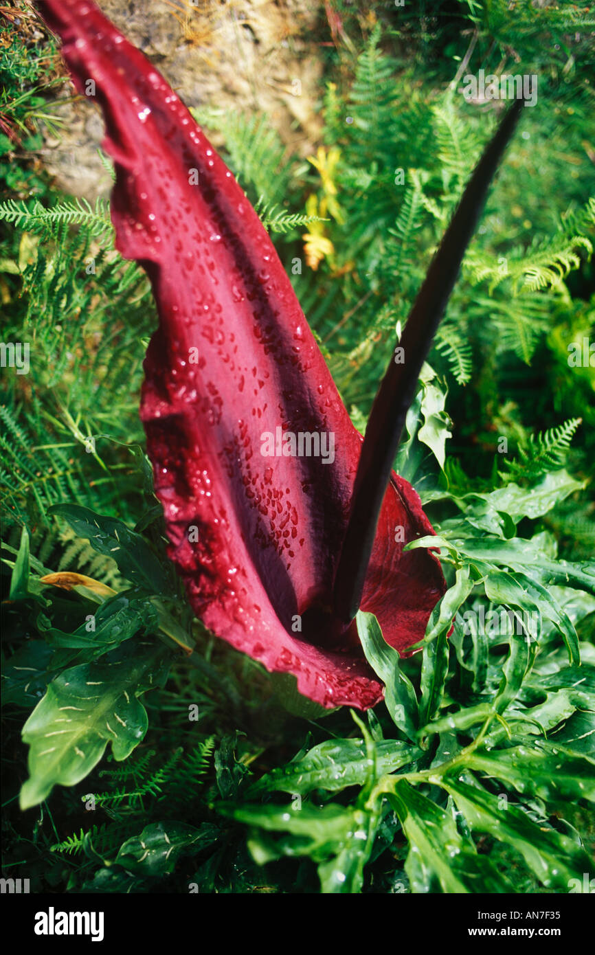 Le Voodoo nauséabonde lily Dracunculus Vulgaris poussent à l'état sauvage en Crète Banque D'Images