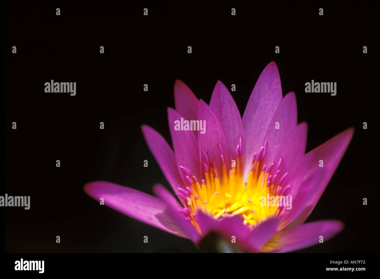 Fleurs, Water Lily Banque D'Images