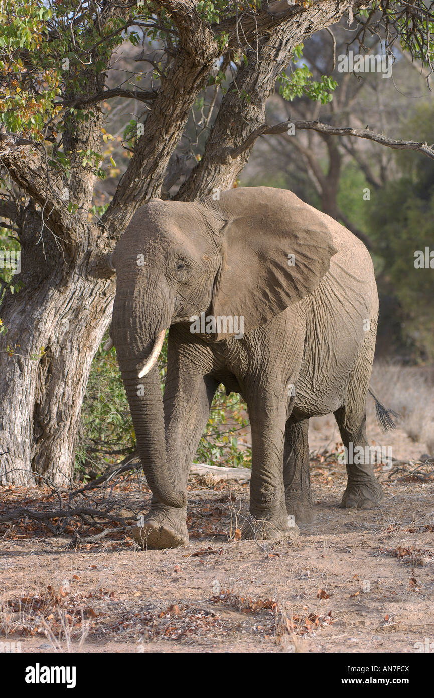 Adapté du désert African elephant Loxodonta africana femme adulte dans la vallée de la rivière Huab Damaraland Namibie Novembre Banque D'Images
