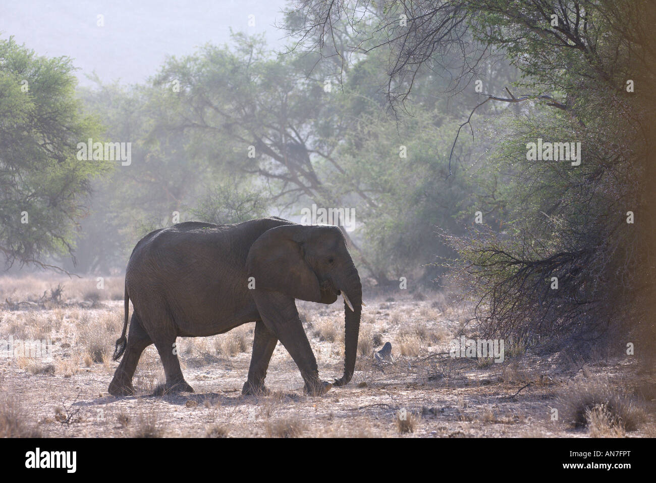 Adapté du désert African elephant Loxodonta africana femme adulte dans la vallée de la rivière Huab Damaraland Namibie Novembre Banque D'Images