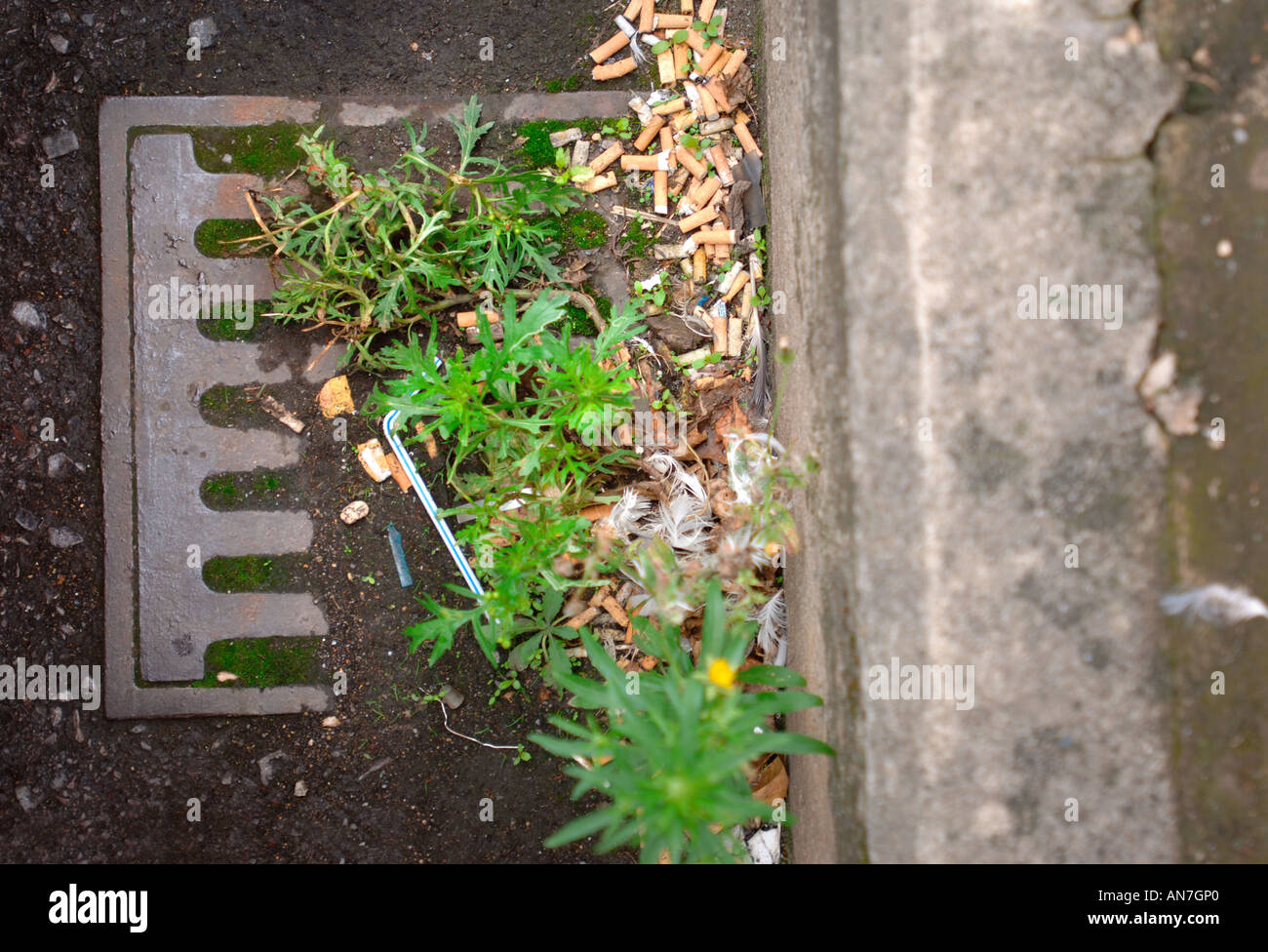 Pas de mégots gisant dans un caniveau AVEC UN DRAIN BLOQUÉ DANS UN EMPLACEMENT URBAIN UK Banque D'Images
