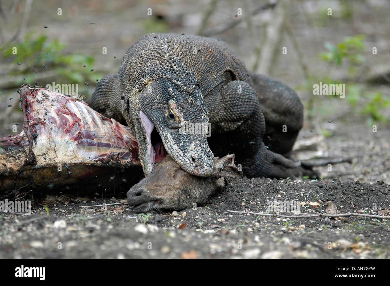 Un dragon de Komodo de manger la tête d'un chevreuil mort, dans le Parc National de Komodo, Indonésie Banque D'Images