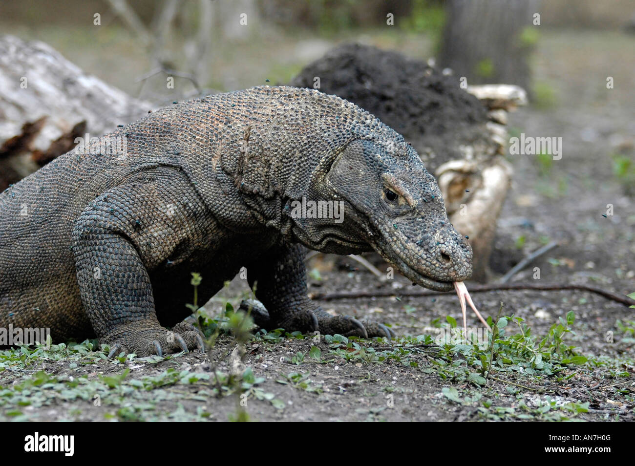 Un dragon de Komodo effleurant sa langue maternelle à l'odeur des proies potentielles, le Parc National de Komodo, Indonésie Banque D'Images