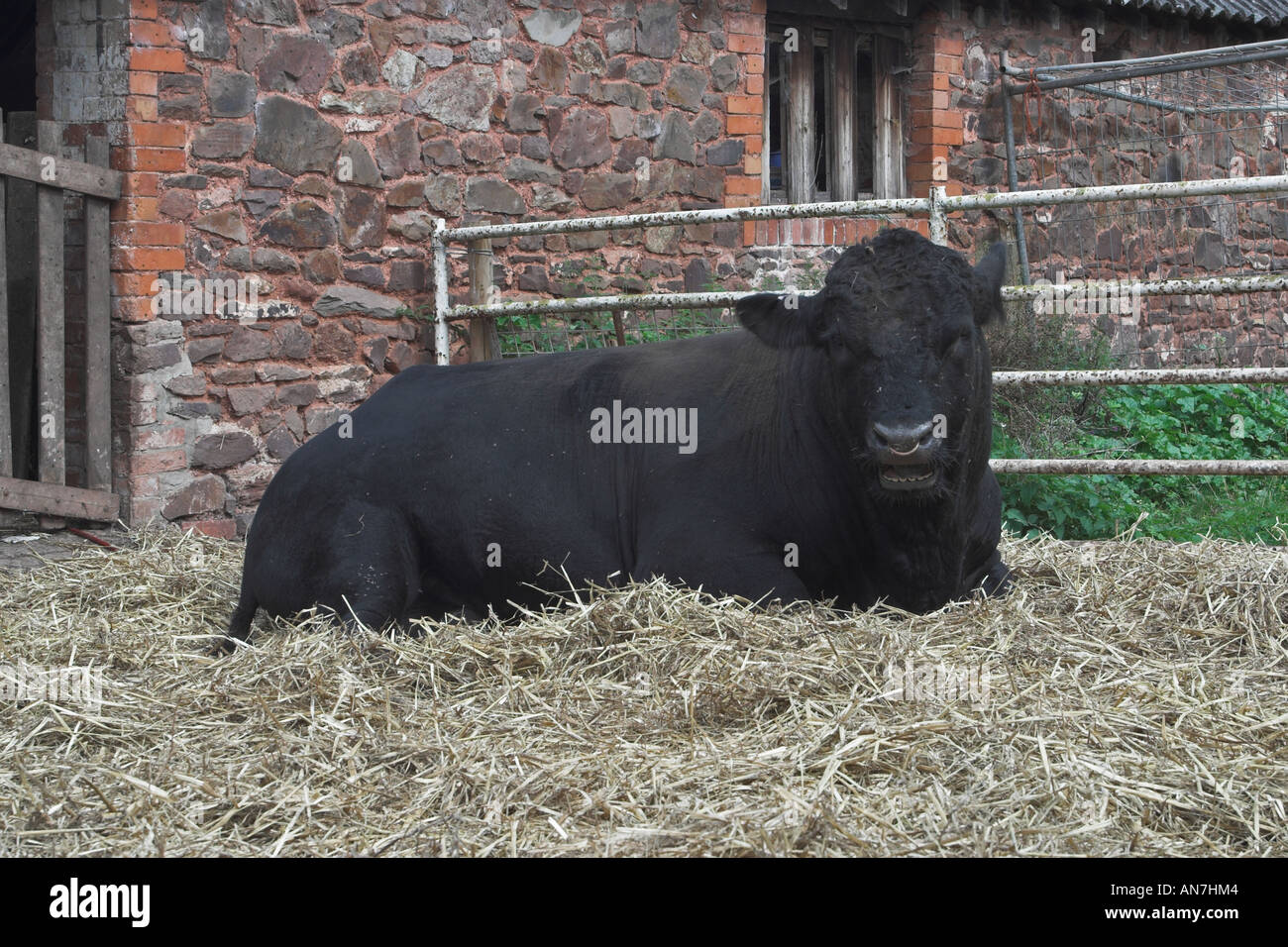 Aberdeen Angus bull 'Mandarin'. Bull utilisé à Londres Parade pour Queen Mother's 100e anniversaire Banque D'Images