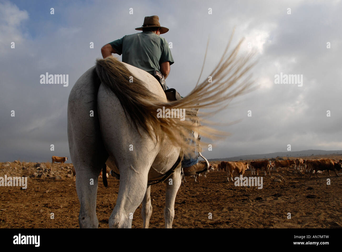 Un éleveur de bétail israélien portant un pistolet monté sur un cheval sur les hauteurs du Golan, au nord d'Israël Banque D'Images