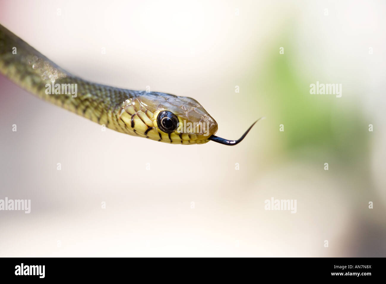 Jeune Indien couleuvre obscure. L'Inde Banque D'Images