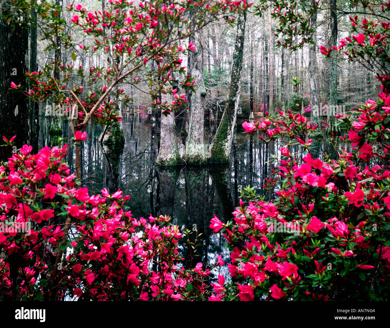 Cyprès et blooming azalea sont faits saillants d'une visite à Cypress Gardens près de Charleston en Caroline du Sud Banque D'Images