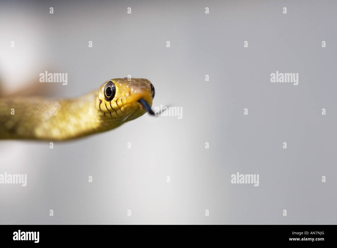 Jeune Indien couleuvre obscure. L'Inde Banque D'Images