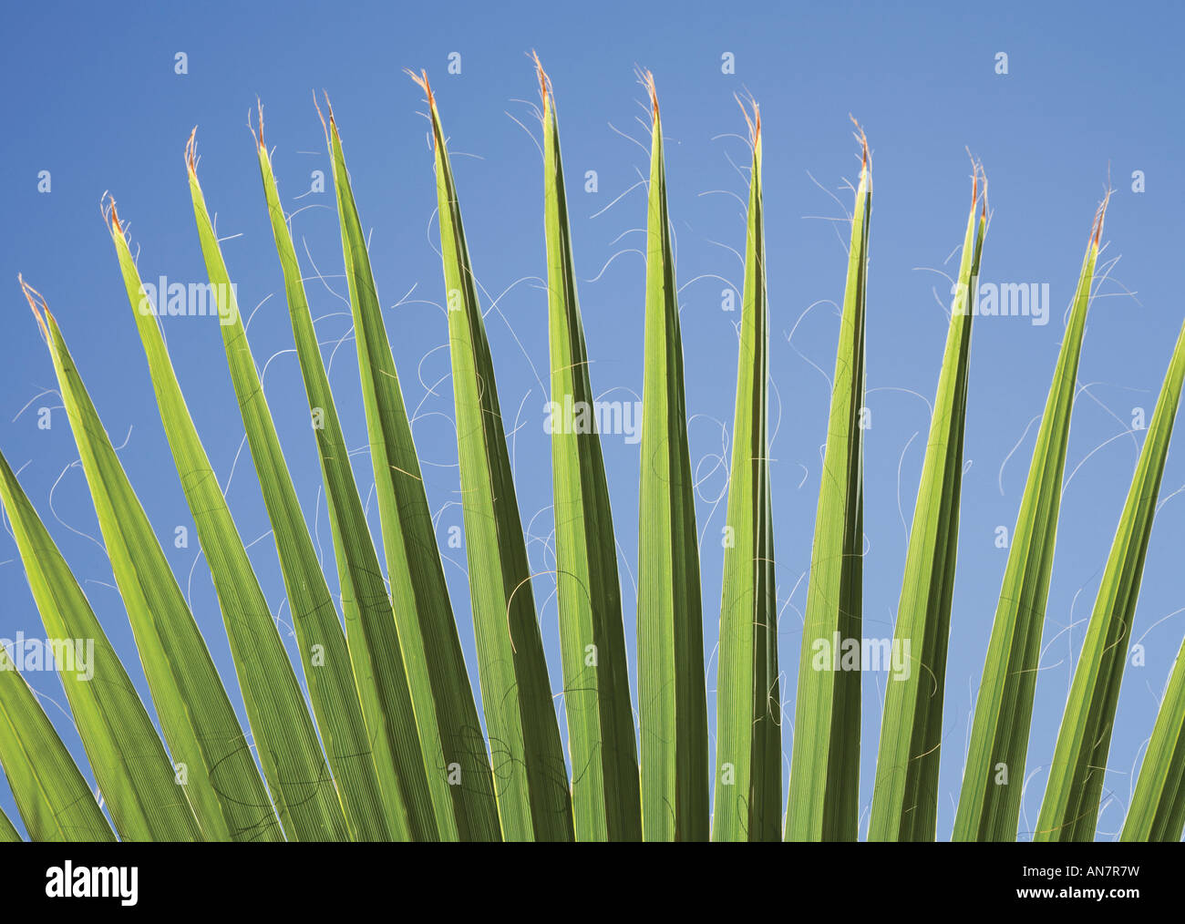 Formé par motif de palmier contre le ciel bleu Banque D'Images