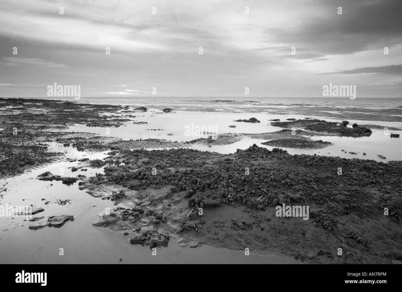 Les moules à marée basse sur la plage de Hunstanton à Norfolk England UK Banque D'Images