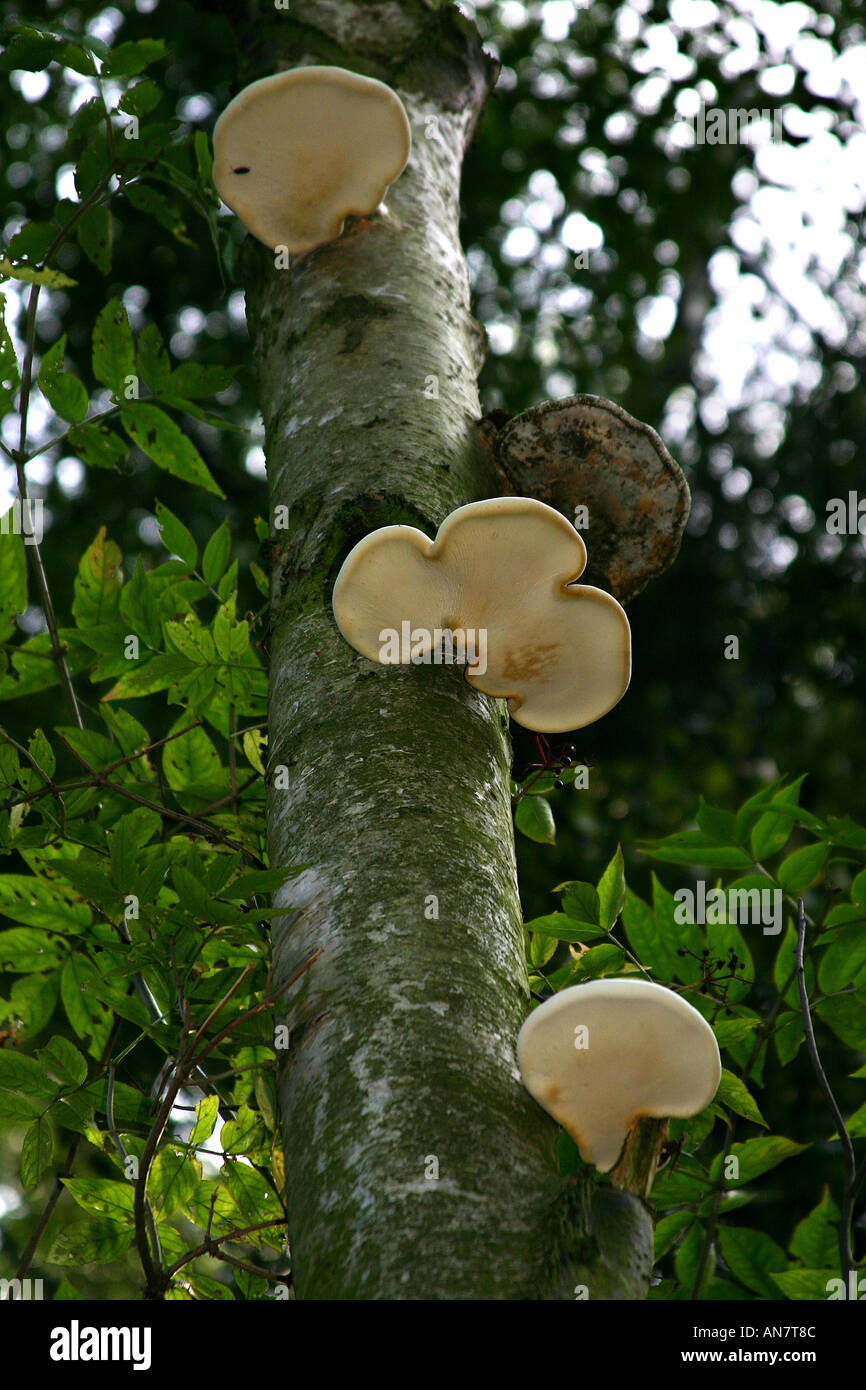 Type de support de champignon sur arbre. Banque D'Images