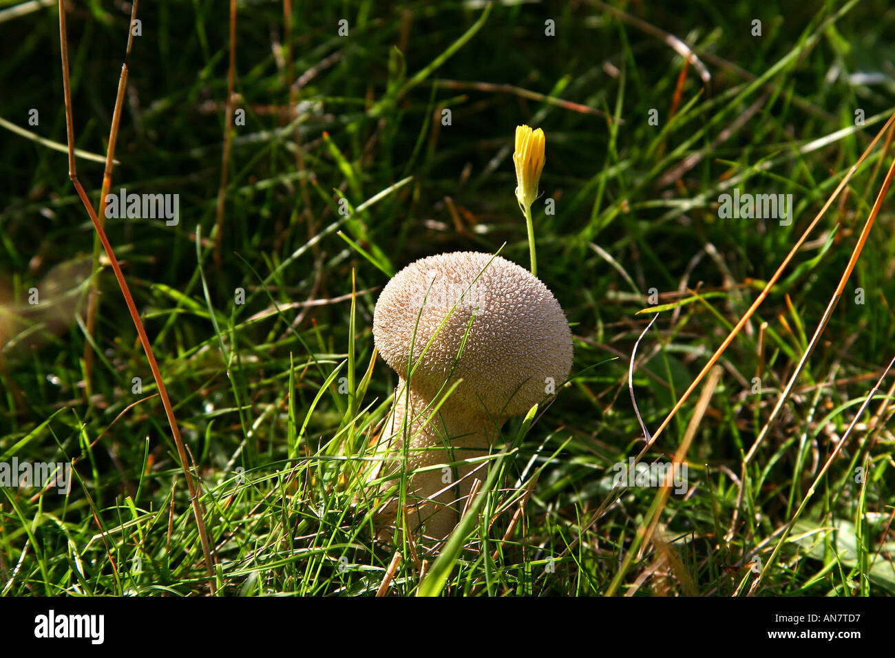 Les jeunes de la bouffée commun champignon boule dans l'herbe en automne Lycoperdon perlatum Banque D'Images