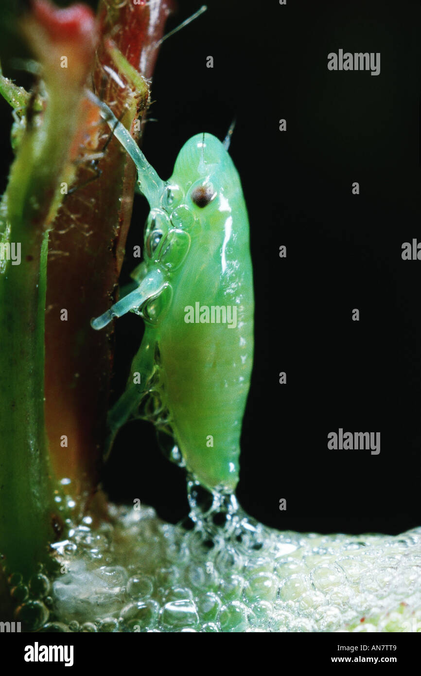 Philaenus spumarius (froghopper commun), Belgique Banque D'Images