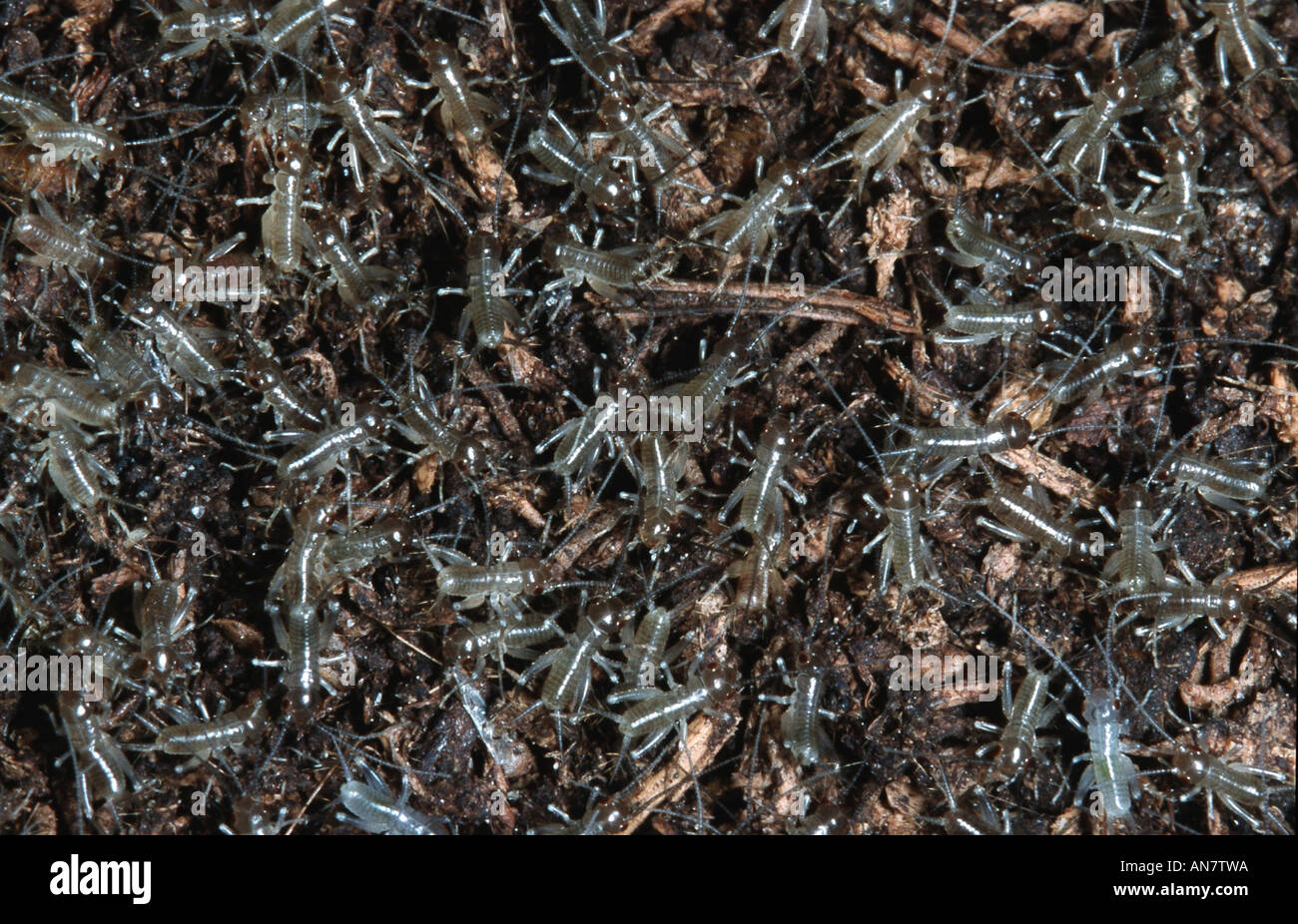 Chambre nationale de cricket ou cricket, cricket domestiques (Acheta domestica), nymphes, Belgique Banque D'Images