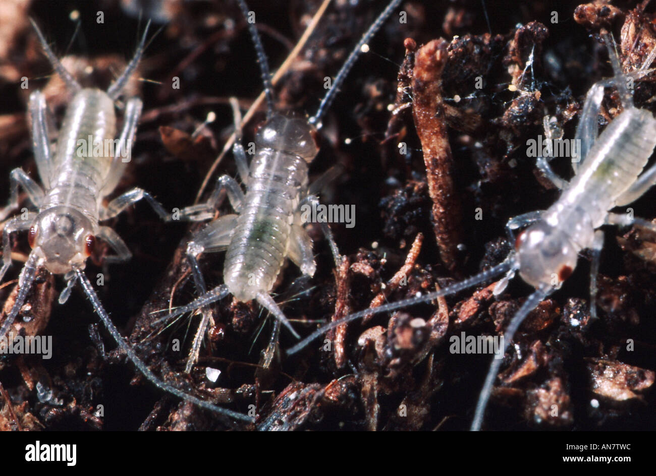 Chambre nationale de cricket ou cricket, cricket domestiques (Acheta domestica), nymphes, Belgique Banque D'Images