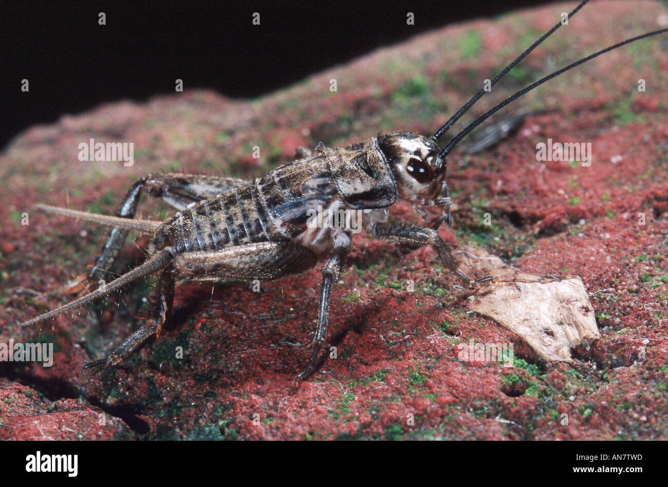 Chambre nationale de cricket ou cricket, cricket domestiques (Acheta domestica), Belgique Banque D'Images